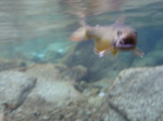 水中岩魚.JPG